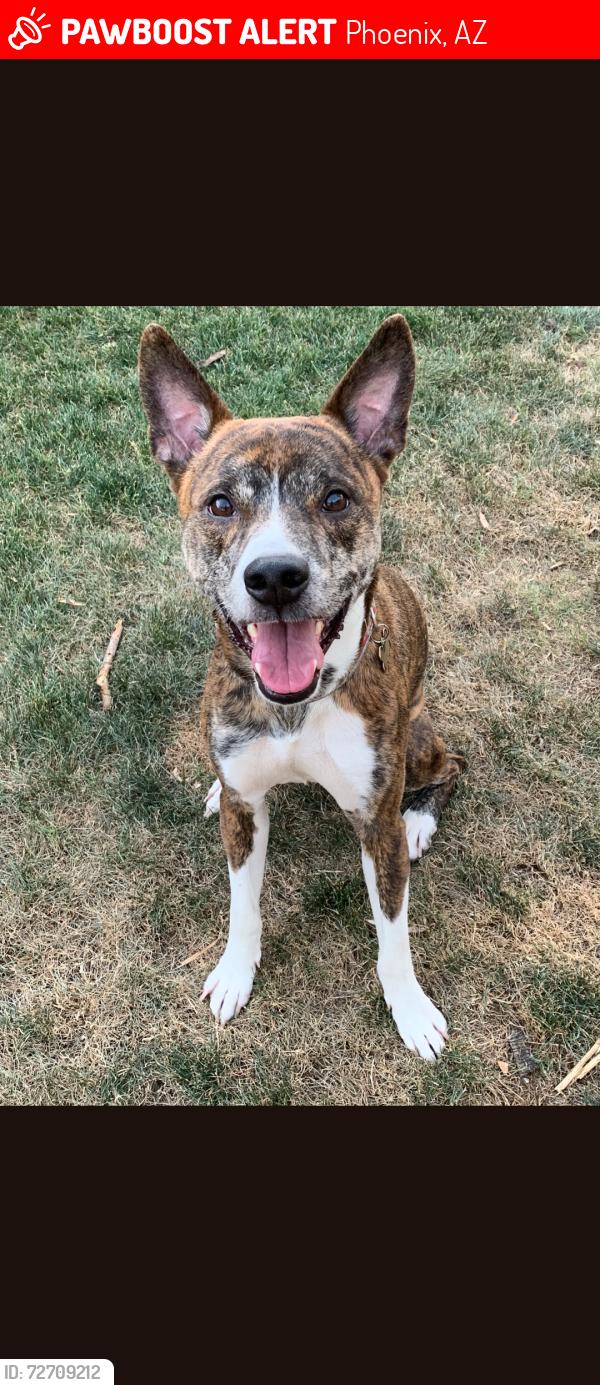 Lost Male Dog last seen 33rd Ave and Union hills , Phoenix, AZ 85027