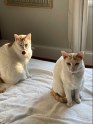 Lost Male Cat last seen Huntington St NW & 39th St. NW, Washington, DC 20015