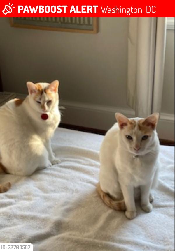 Lost Male Cat last seen Huntington St NW & 39th St. NW, Washington, DC 20015