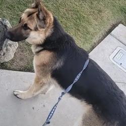 Found/Stray Male Dog last seen Olive and fruitvale, Olive Drive area, CA 93308