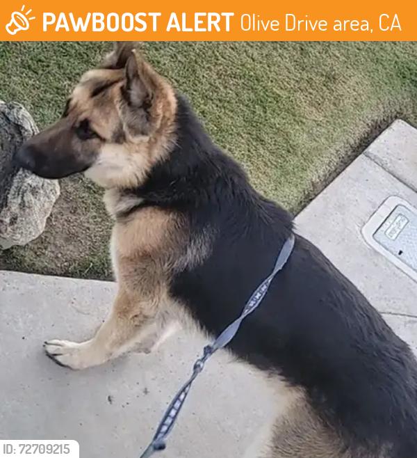 Found/Stray Male Dog last seen Olive and fruitvale, Olive Drive area, CA 93308