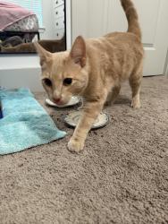 Found/Stray Male Cat last seen In the grass next to the medical center, Nashville, TN 37013