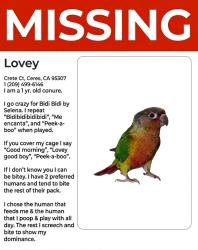 Lost Male Bird last seen Q-liquor store, Ceres, CA 95358