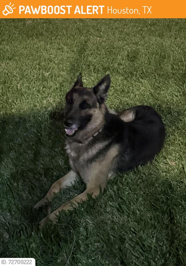 Found/Stray Unknown Dog last seen Sela ln & belle park , Houston, TX 77072