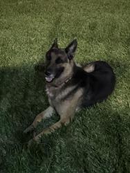 Found/Stray Unknown Dog last seen Sela ln & belle park , Houston, TX 77072