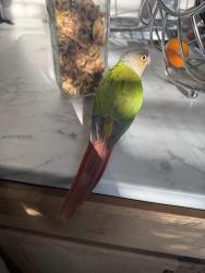 Found/Stray Unknown Bird last seen Arleta,CA, Los Angeles, CA 91331