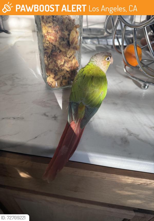 Found/Stray Unknown Bird last seen Arleta,CA, Los Angeles, CA 91331