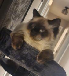 Lost Male Cat last seen Mayfair Dr, Murfreesboro, TN 37128