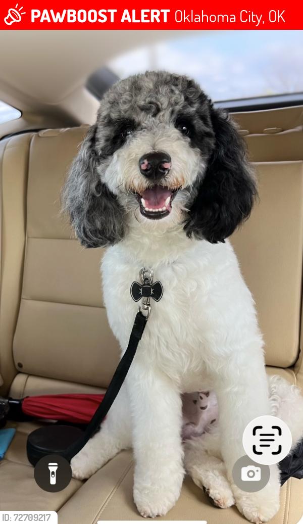 Lost Male Dog last seen Western Heights high school, Oklahoma City, OK 73179