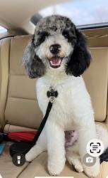 Lost Male Dog last seen Western Heights high school, Oklahoma City, OK 73179
