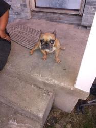 Lost Female Dog last seen Newroad & Beverly , Beverly Hills, TX 76711