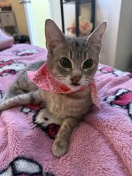 Lost Female Cat last seen Rippon landing VA , Woodbridge, VA 22191
