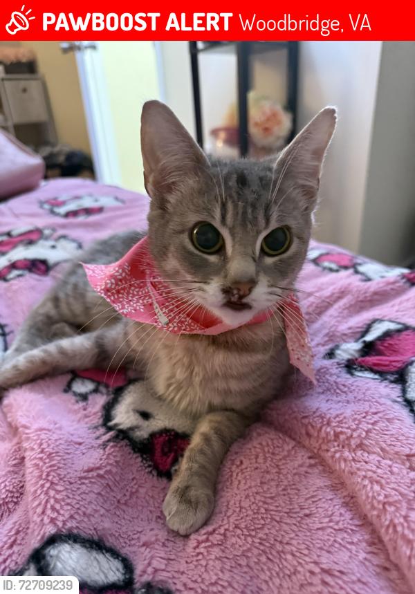 Lost Female Cat last seen Rippon landing VA , Woodbridge, VA 22191
