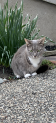 Lost Male Cat last seen vinal school in norwell, Norwell, MA 02061