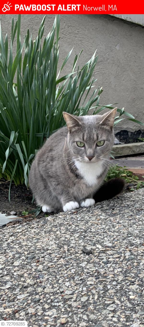 Lost Male Cat last seen vinal school in norwell, Norwell, MA 02061