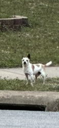 Found/Stray Male Dog last seen Maverick gas station in Springdale , Springdale, AR 72764