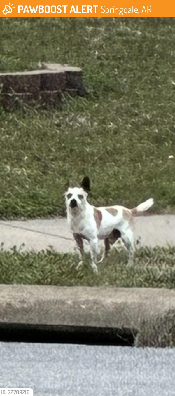 Found/Stray Male Dog last seen Maverick gas station in Springdale , Springdale, AR 72764