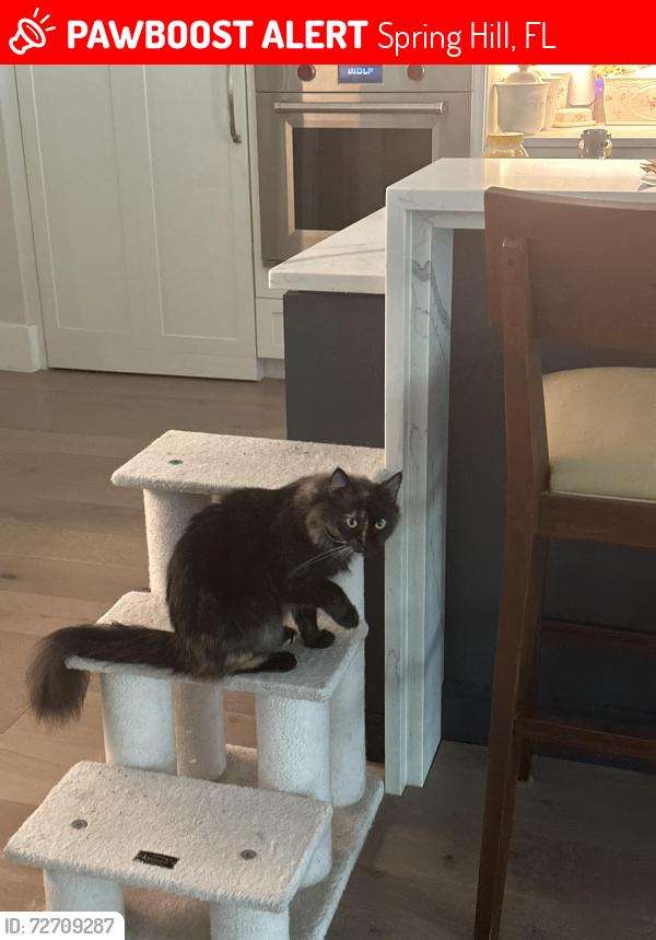 Lost Female Cat last seen Sacramento Ave, Hernando County, FL 34604