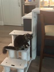Lost Female Cat last seen Sacramento Ave , Hernando County, FL 34604