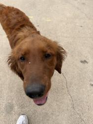 Found/Stray Male Dog last seen Irving Blvd and Cash Rd, Dallas, TX 75247