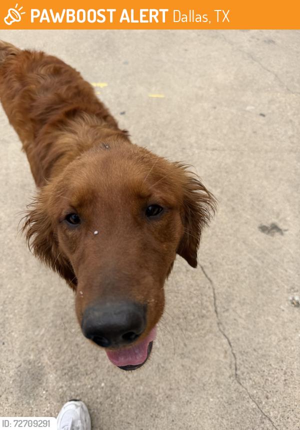 Found/Stray Male Dog last seen Irving Blvd and Cash Rd, Dallas, TX 75247