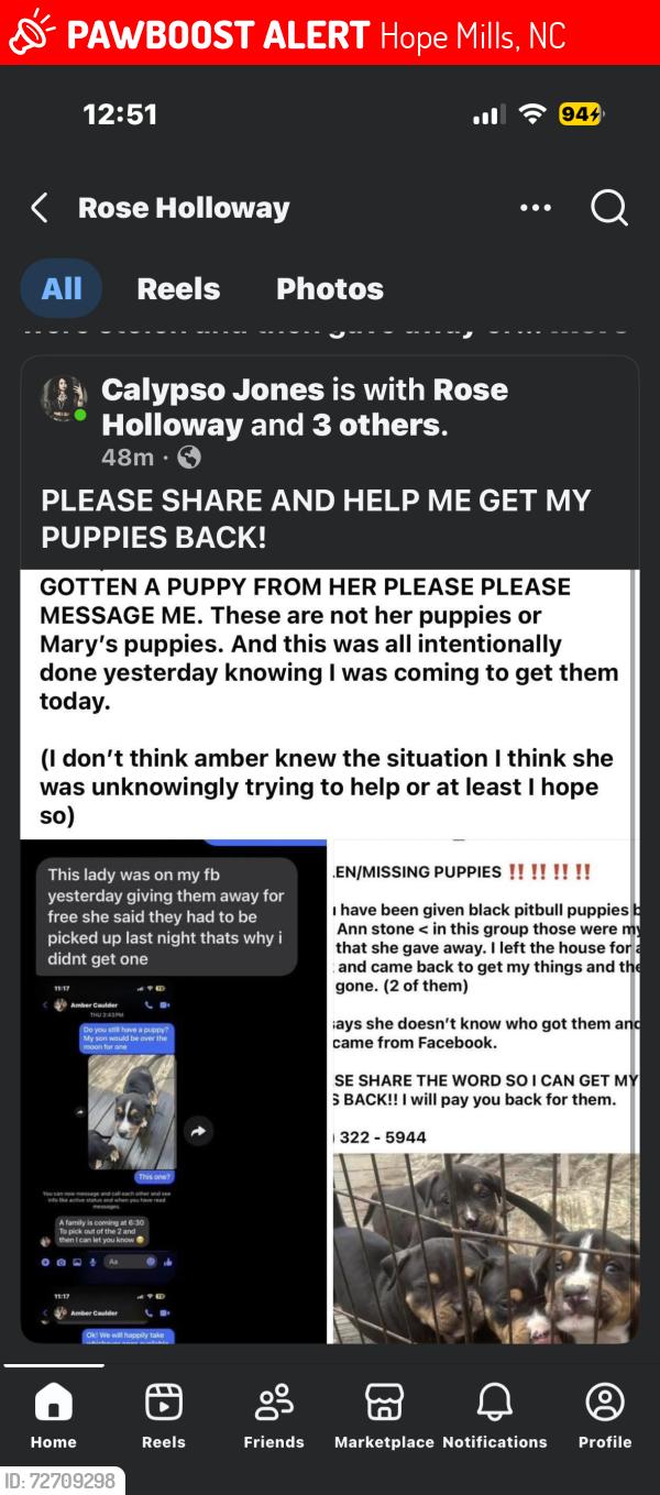 Lost Male Dog last seen Grays creek area, Hope Mills, NC 28348