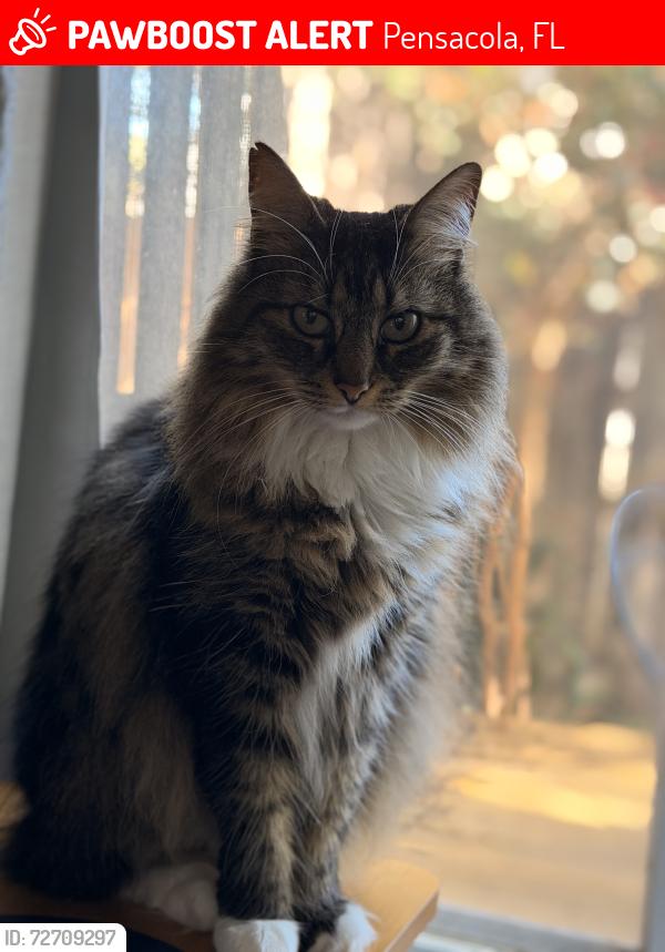 Lost Female Cat last seen Near Montessori school , Pensacola, FL 32504