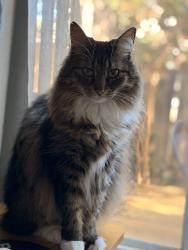 Lost Female Cat last seen Near Montessori school , Pensacola, FL 32504