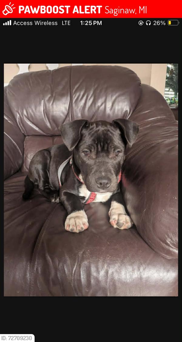 Lost Female Dog last seen Sweet and Greenwich, Saginaw, MI 48602