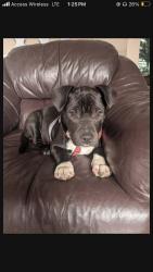 Lost Female Dog last seen Sweet and Greenwich, Saginaw, MI 48602