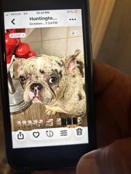 Lost Female Dog last seen Near beech st  Saint Paul , Saint Paul, MN 55106