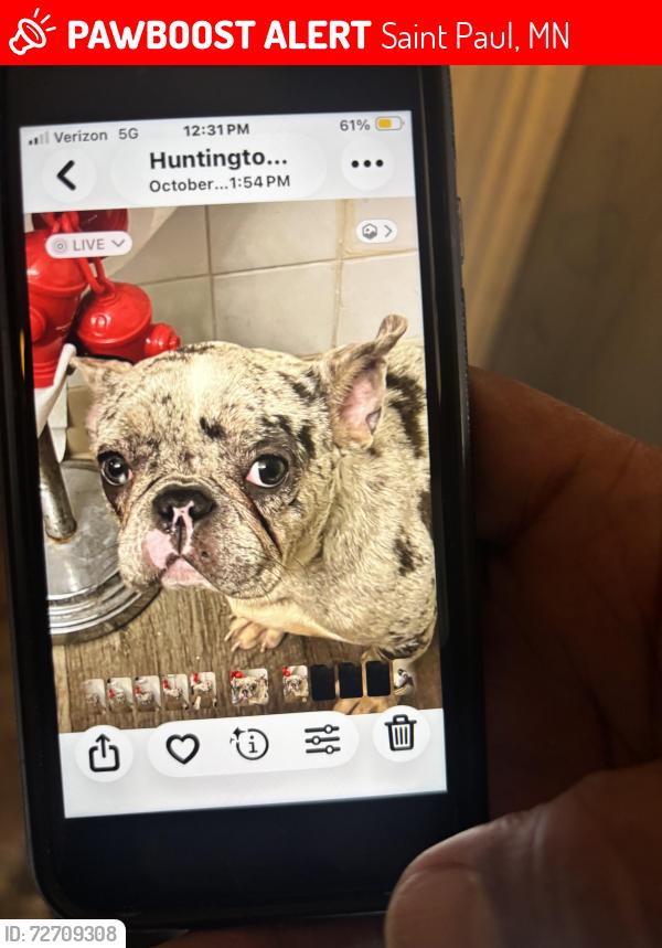 Lost Female Dog last seen Near beech st  Saint Paul , Saint Paul, MN 55106