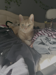 Lost Male Cat last seen Ox road, Fairfax County, VA 22039