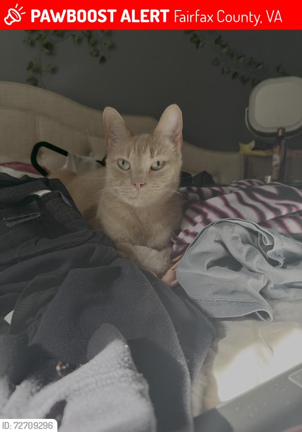 Lost Male Cat last seen Ox road, Fairfax County, VA 22039