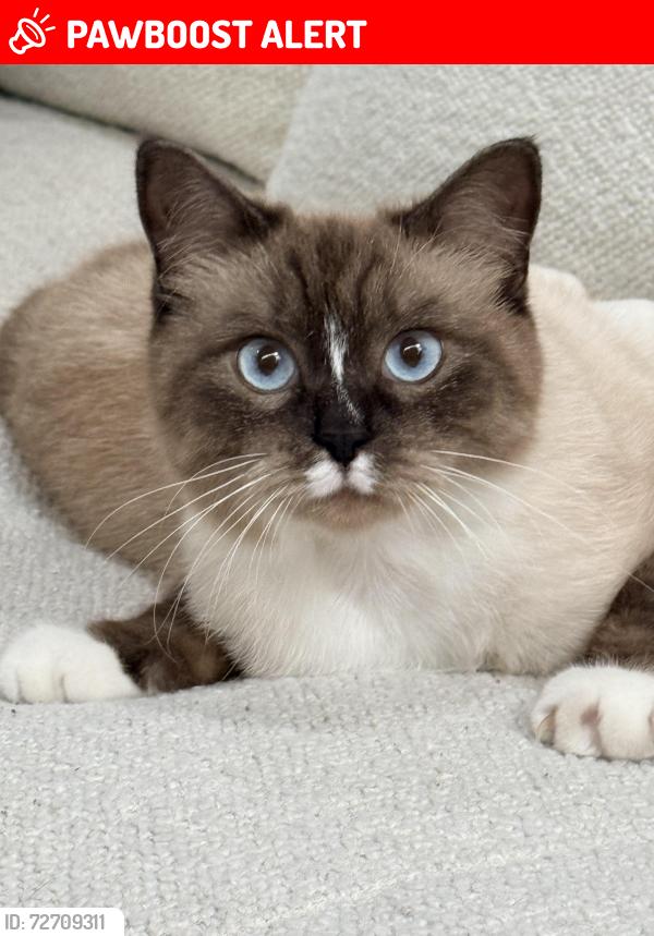 Lost Male Cat last seen Thrasher , Hernando County, FL 34614