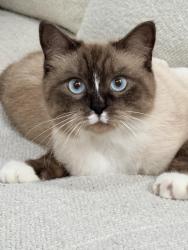 Lost Male Cat last seen Thrasher , Hernando County, FL 34614
