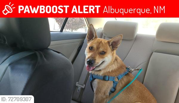 Lost Male Dog last seen Old Coors/Sage/Kelly Rd Sw, Albuquerque, NM 87105