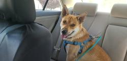 Lost Male Dog last seen Old Coors/Sage/Kelly Rd Sw, Albuquerque, NM 87105