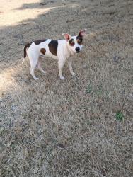 Found/Stray Male Dog last seen Massey Road and Mountainview Rd., Anderson County, SC 29670