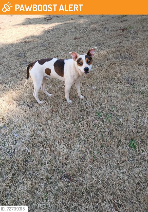 Found/Stray Male Dog last seen Massey Road and Mountainview Rd., Anderson County, SC 29670