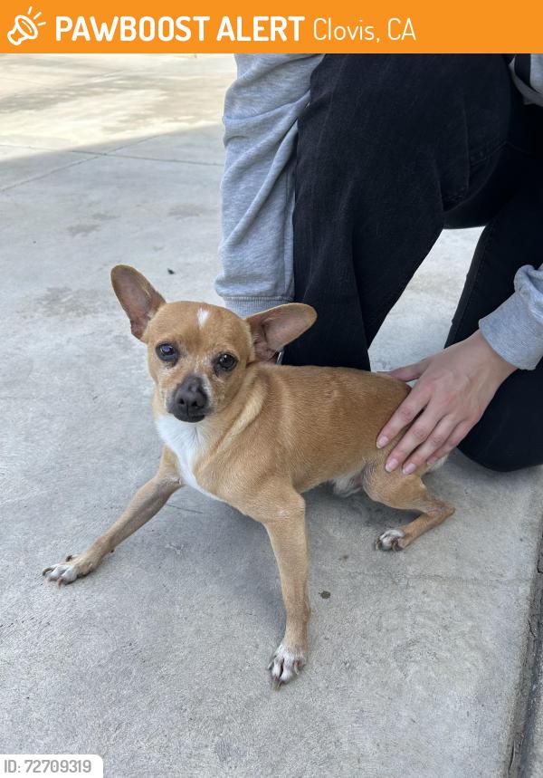 Found/Stray Male Dog last seen Shaw and Leonard Ave , Clovis, CA 93619