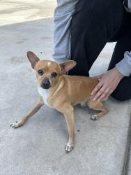 Found/Stray Male Dog last seen Shaw and Leonard Ave , Clovis, CA 93619
