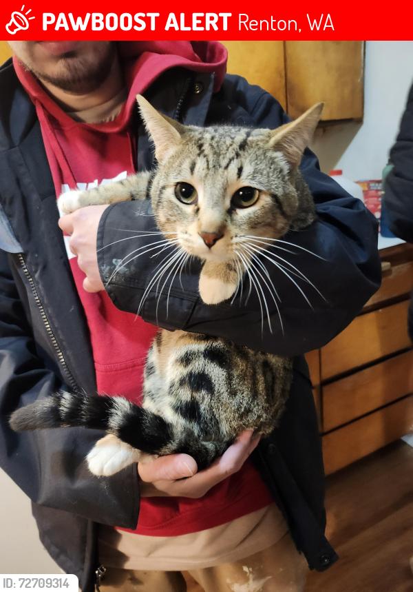 Lost Male Cat last seen Near Renton park elementary school, Renton, WA 98058