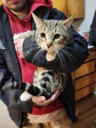 Lost Male Cat last seen Near Renton park elementary school, Renton, WA 98058