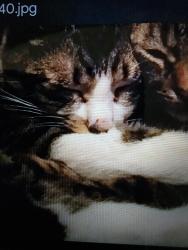 Lost Male Cat last seen Magnolia and Riverside Drive in Chino, Chino, CA 91710