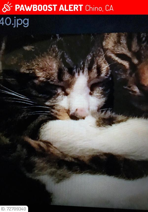 Lost Male Cat last seen Magnolia and Riverside Drive in Chino, Chino, CA 91710