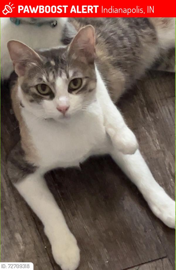 Lost Female Cat last seen kentucky ave, Indianapolis, IN 46221