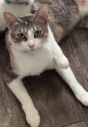 Lost Female Cat last seen kentucky ave, Indianapolis, IN 46221