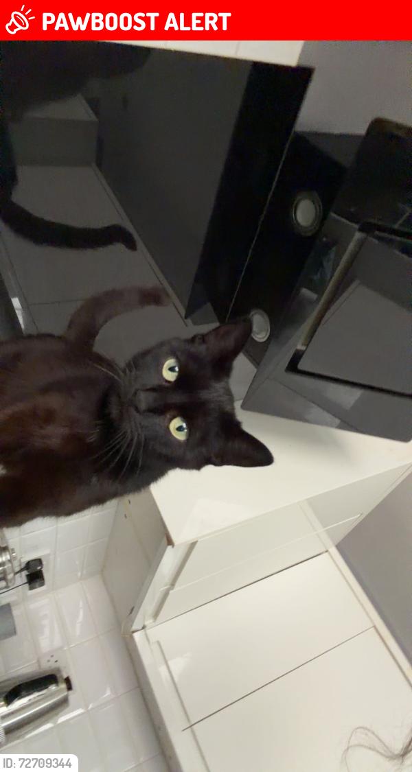 Lost Female Cat last seen Near Broderick avenue , Blackpool, England FY2 0QJ