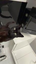 Lost Female Cat last seen Near Broderick avenue , Blackpool, England FY2 0QJ